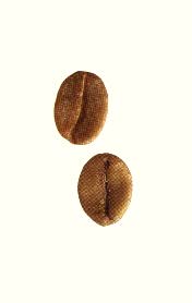 [Coffee Beans]